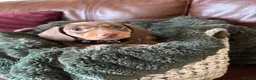 Miniature Dachshund dogs for sale: Beautiful chocolate mini dachshund puppy’s   - Advert 11