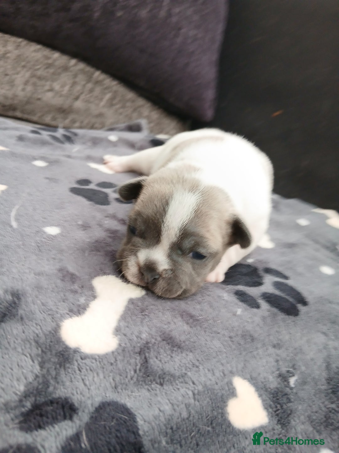 French Bulldog dogs for sale: French bulldog puppies 2 boys 1 girl left in Chatham - Image 15