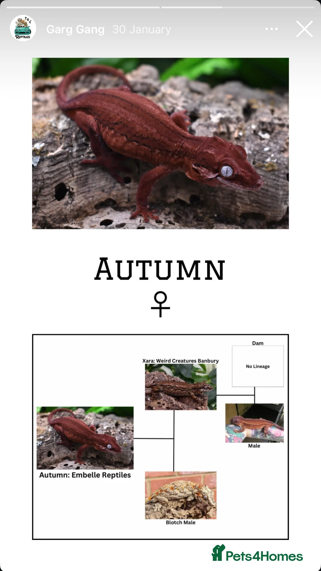 Gecko reptiles for sale: Red Stripe Gargoyle Gecko - Advert 8