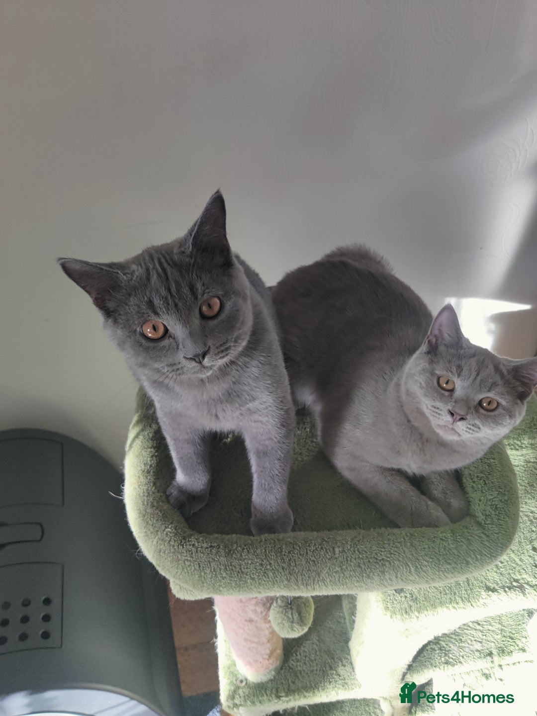 Scottish Fold cats for sale: Scottish straight boys for sale  - Advert 16