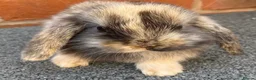 Mini Lop rabbits for sale: STUNNING PURE BREED MINI LOPS AMAZING COLOURS - Advert 18