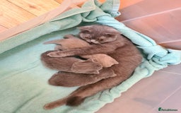 British Shorthair cats for sale: British Shorthair/Scottish Fold - 2 Grey Avail - Image 7
