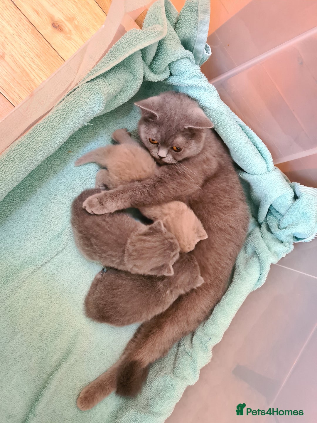 British Shorthair cats for sale: British Shorthair/Scottish Fold - 2 Grey Avail - Image 7