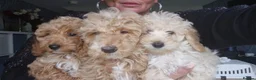Cockapoo dogs for sale: X3 F1b cockapoo  - Advert 8