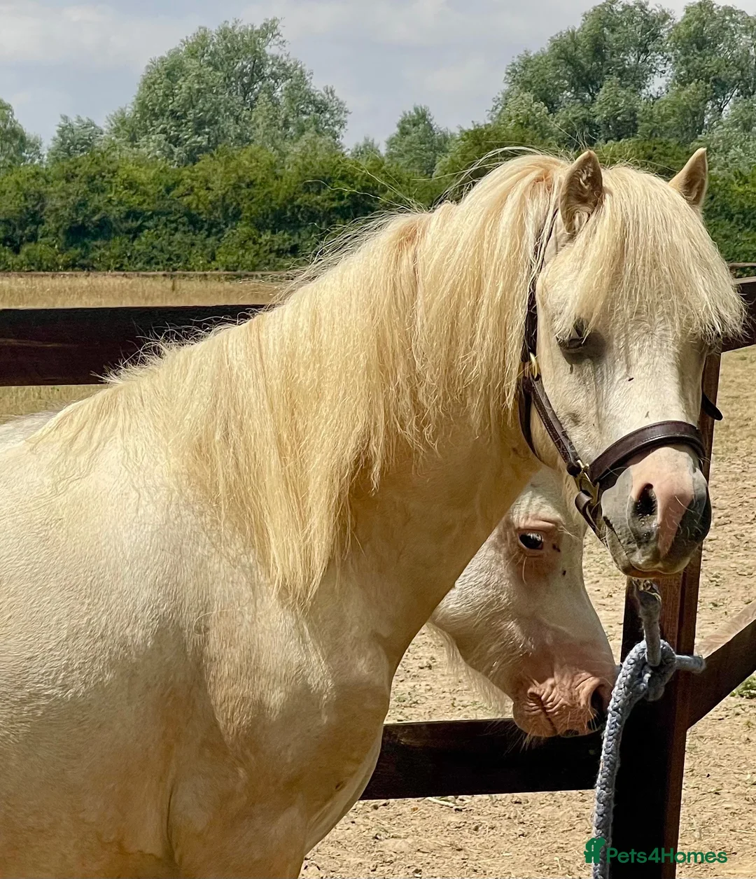Welsh Section A horses for sale: Palomino Registered Welsh Section A gelding - Advert 2