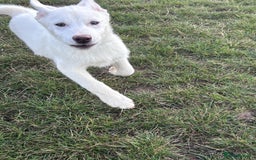 Utonagan dogs for sale: Last 2 Husky (Utonagon) Puppies - READY NOW - Image 3