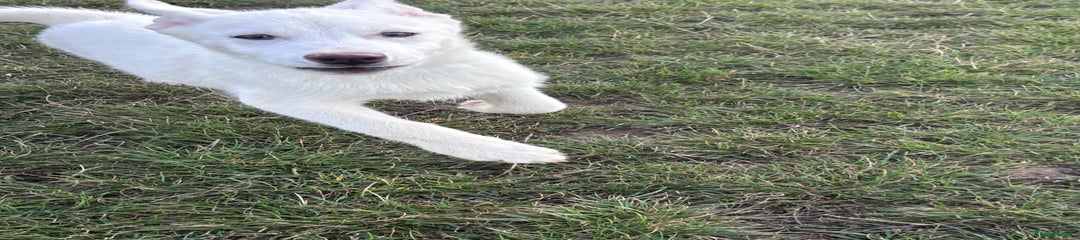 Puppy 3 - Pure White Male