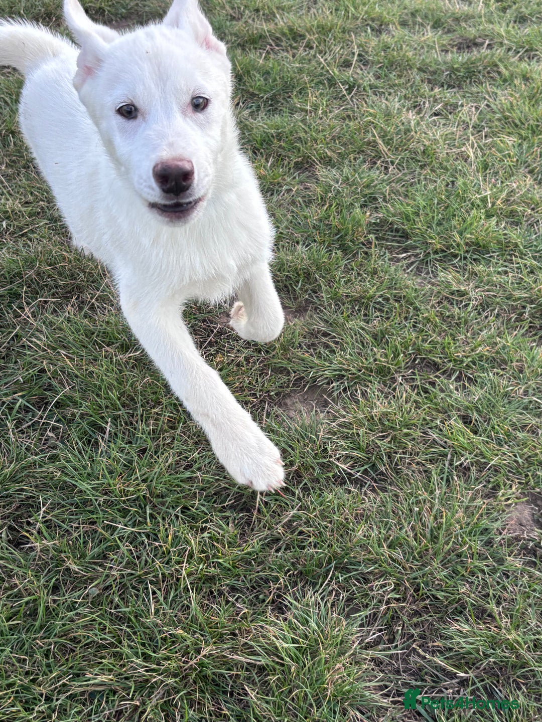Utonagan dogs for sale: Last 2 Husky (Utonagon) Puppies - READY NOW - Image 3