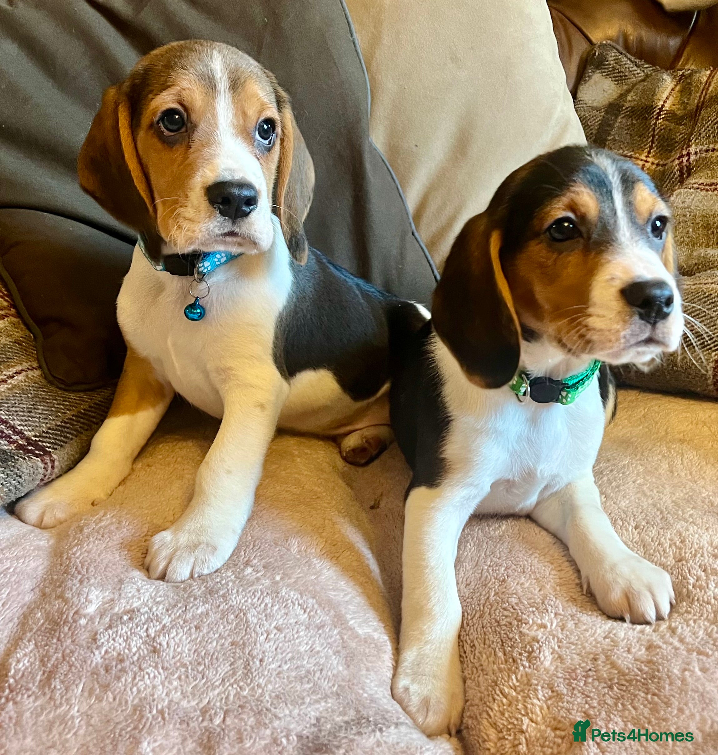 Beagle dogs Beagles ready now  - Advert 1