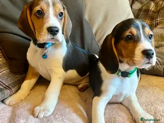 Beagle dogs Beagles ready now - Advert 9