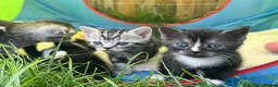 Mixed Breed cats for sale: 6 Beautiful Kittens - Advert 36