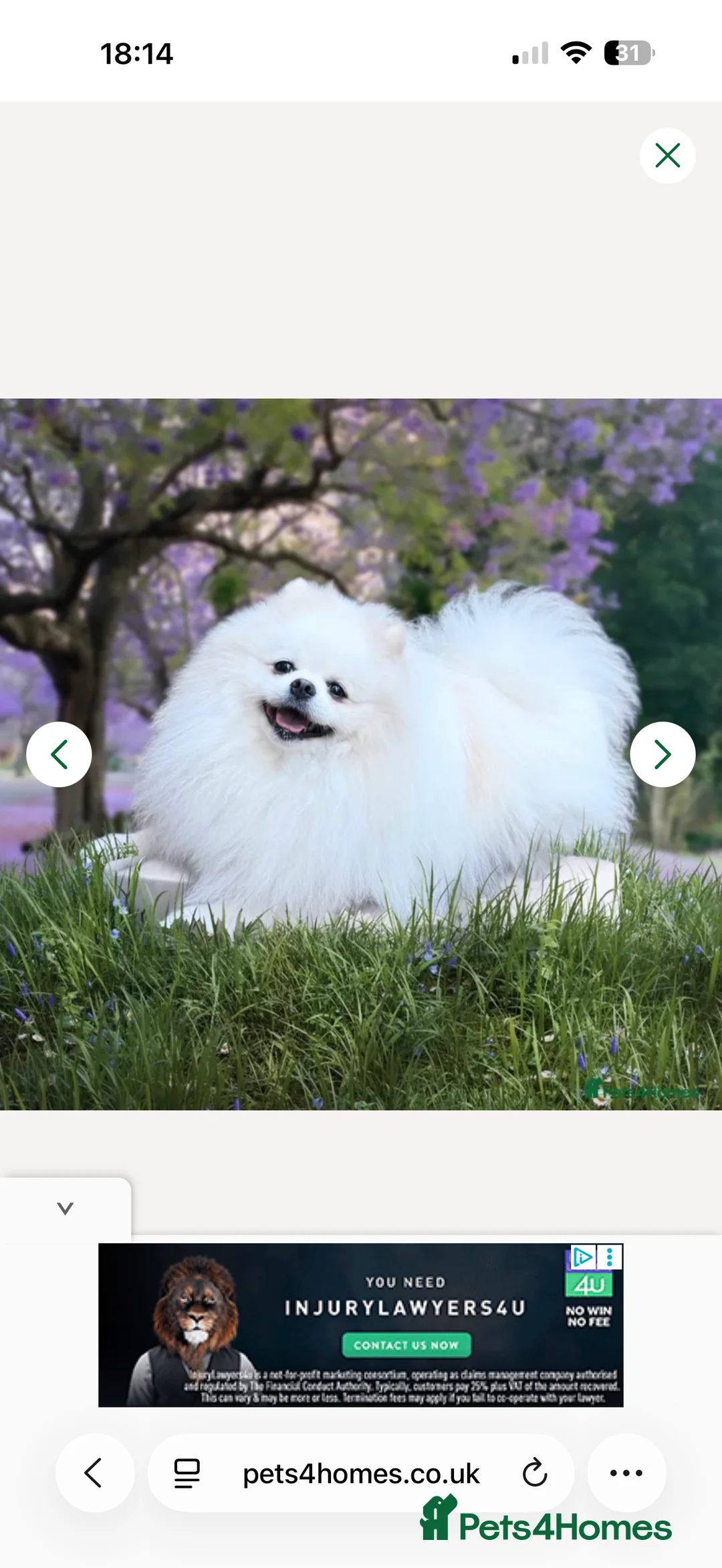 Pomeranian dogs for sale: KC Pomeranian white girl puppy for sale  - Advert 2