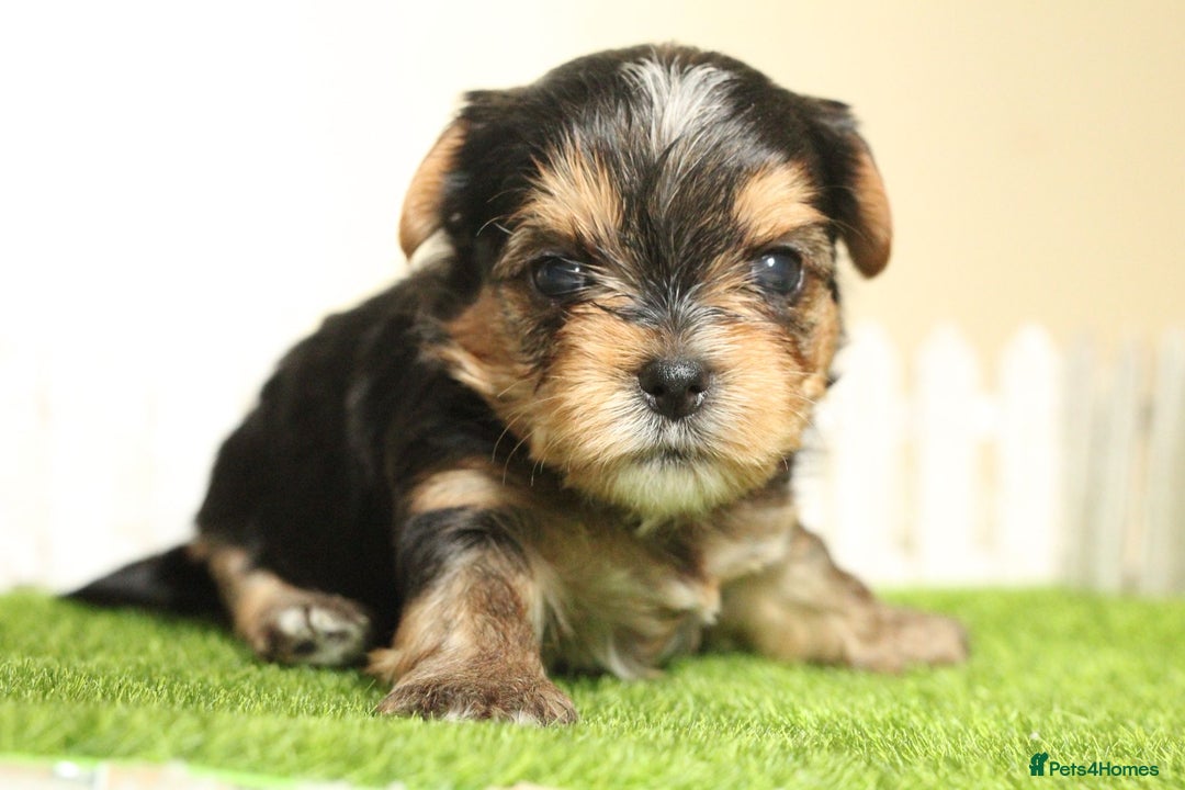 Yorkshire Terrier dogs for sale: Gorgeous Yorkshire puppies  - Image 16