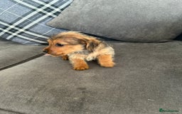 Mixed Breed dogs for sale: Yorkshire Terrier x jack Russel  - Image 4