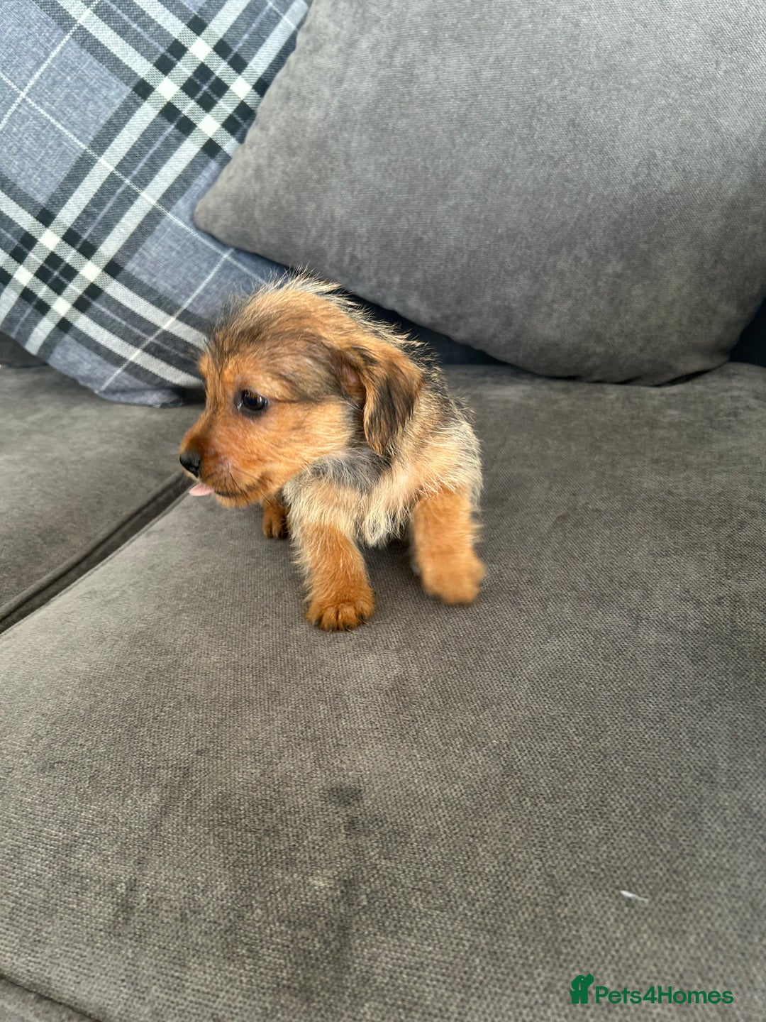 Mixed Breed dogs for sale: Yorkshire Terrier x jack Russel  - Image 4