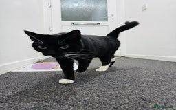 Domestic Shorthair cats for sale: Domestic short hair tuxedo cat - Image 2