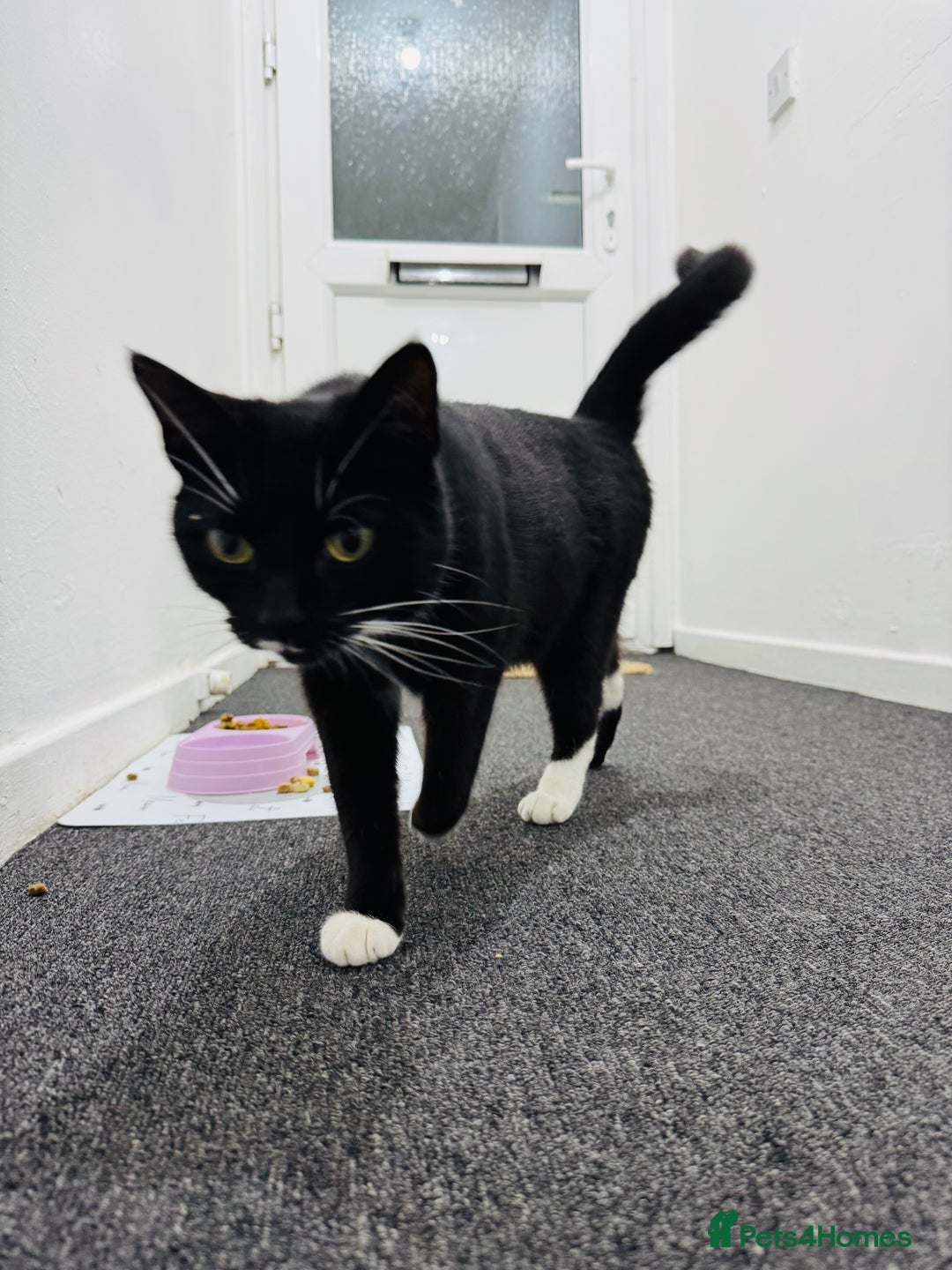 Domestic Shorthair cats for sale: Domestic short hair tuxedo cat - Image 2