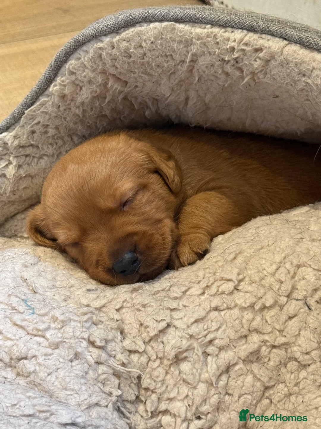 Labrador Retriever dogs for sale: Beautiful fox red Labrador puppies  in Thame - Advert 10
