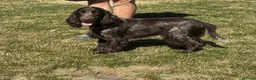 Cocker Spaniel dogs for sale: Handsome chocolate roan boy - Advert 2