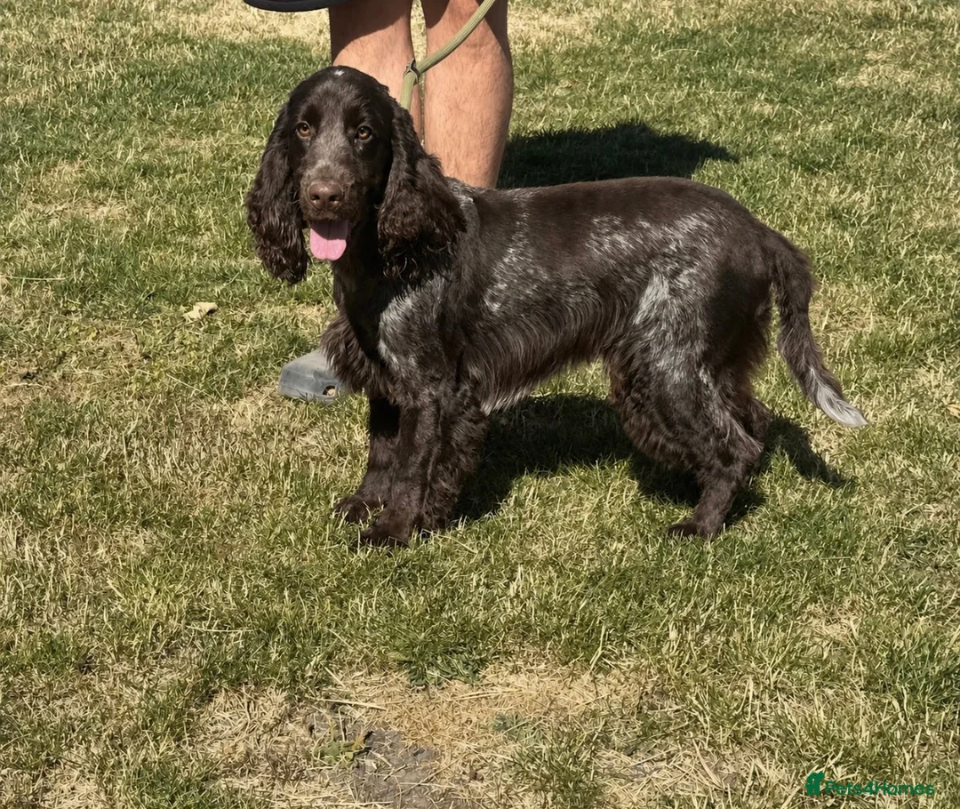 Cocker Spaniel dogs for sale: Handsome chocolate roan boy - Advert 2