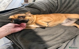 French Bulldog dogs for sale: 9 months Frenchbulldog girl,health tested parents  - Image 4