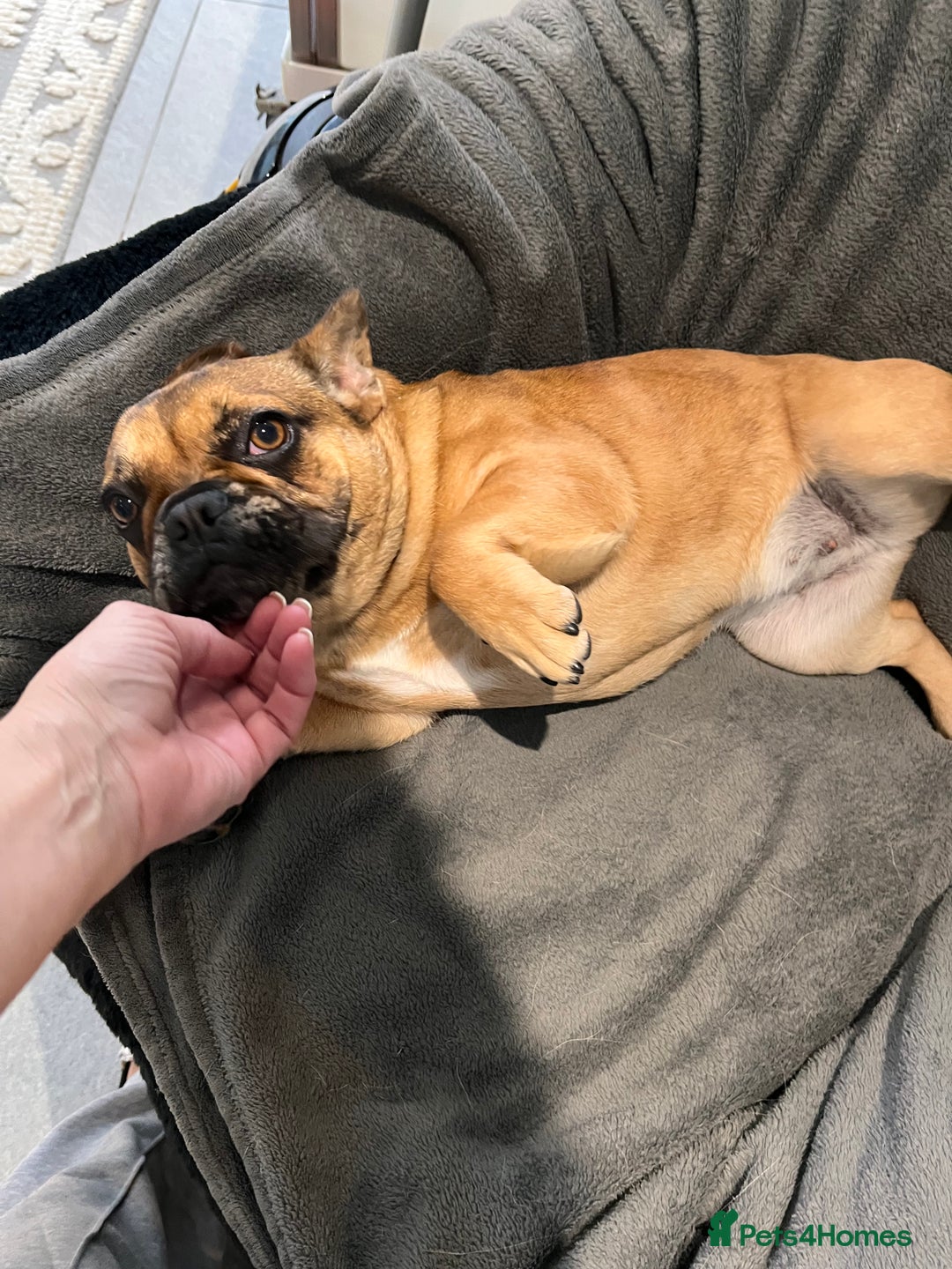 French Bulldog dogs for sale: 9 months Frenchbulldog girl,health tested parents  - Image 4