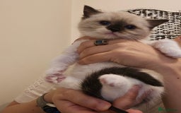 Ragdoll cats for sale: Three Ragdoll kittens - Image 26