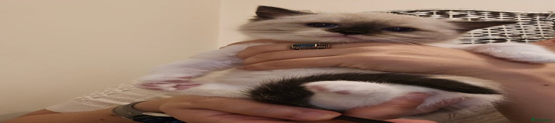 Ragdoll Kitten 3