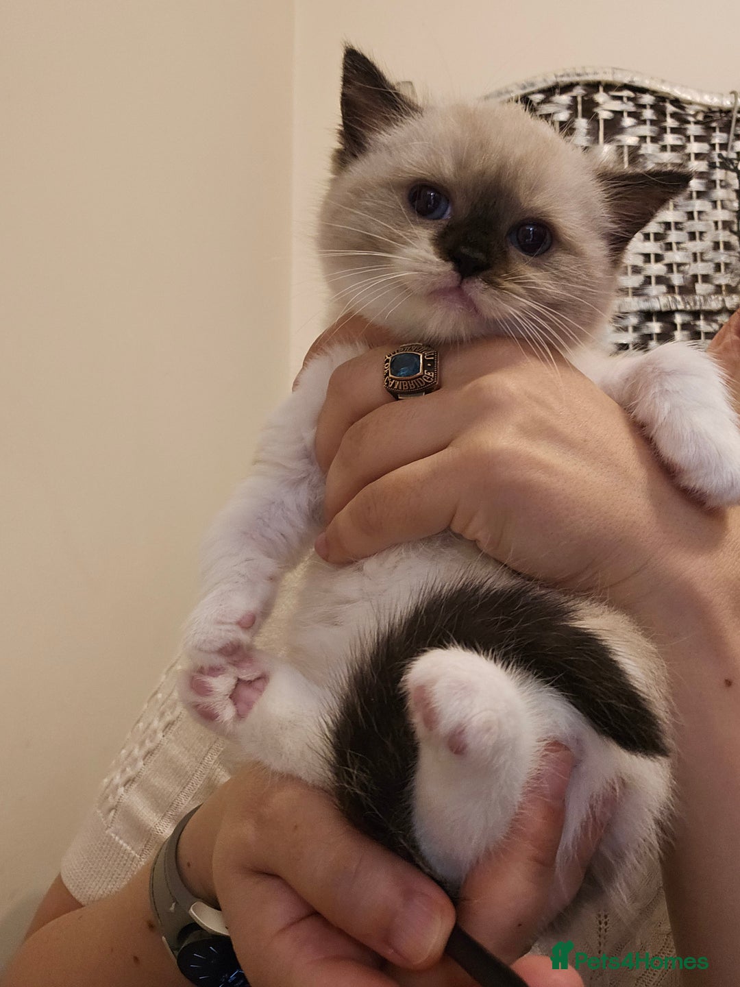 Ragdoll cats for sale: Three Ragdoll kittens - Image 26