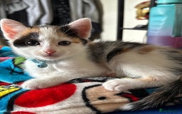 British Shorthair cats for sale: 8 weeks old FEMALE kitten - Image 2