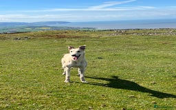 Lurcher dogs for stud: Bedlington x greyhound stud proven  - Advert 7