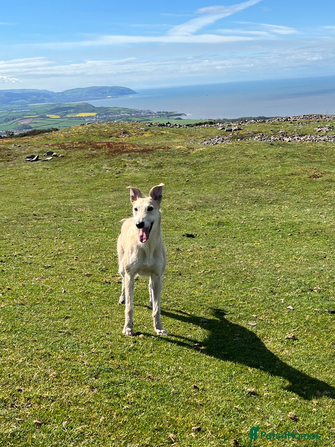 Lurcher dogs for stud: Bedlington x greyhound stud proven  - Advert 7
