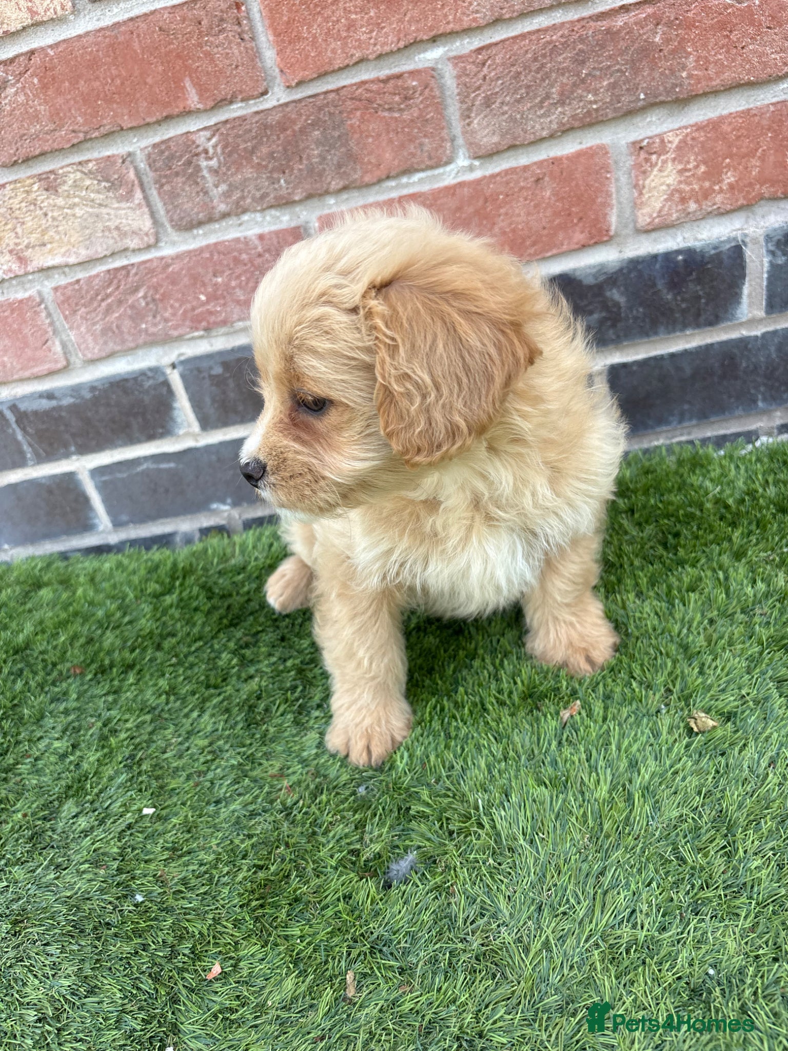 Mixed Breed dogs FLUFFY FRENCHIES CROSS Last 3 pups Ready to leave - Advert 14