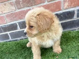 Mixed Breed dogs FLUFFY FRENCHIES CROSS Last 3 pups Ready to leave - Advert 14