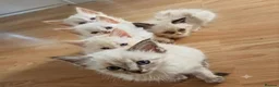 Ragdoll cats for sale: GCCF Ragdoll Kittens - Ready Now (Pet or Active) - Advert 10
