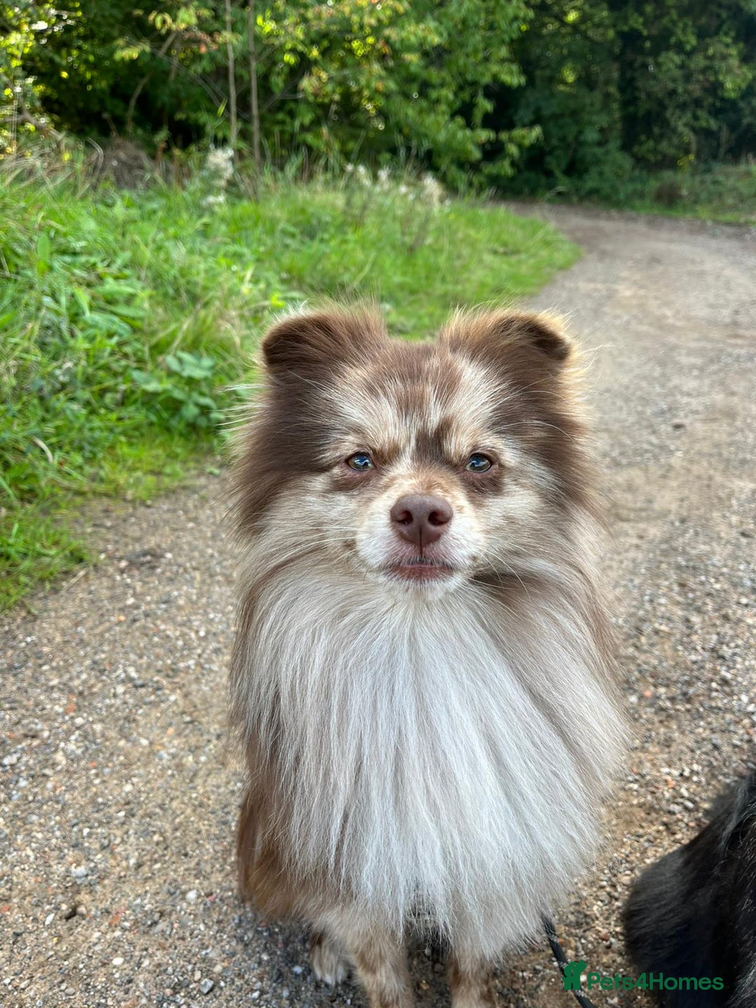 Pomeranian dogs for stud: Beautiful Rare Merle Pomeranian For Stud in Chesterfield - Image 19