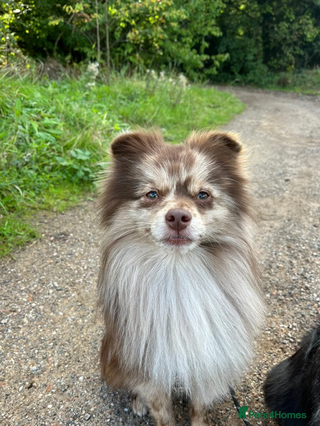 Pomeranian dogs for stud: Rare Merle Pomeranian For Stud Derbyshire in Chesterfield - Advert 20