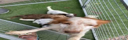 Cockapoo dogs for sale: F2 Cocker poo puppies  - Advert 5