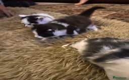 Mixed Breed cats for sale: Beautiful fluffy kittens  - Image 4