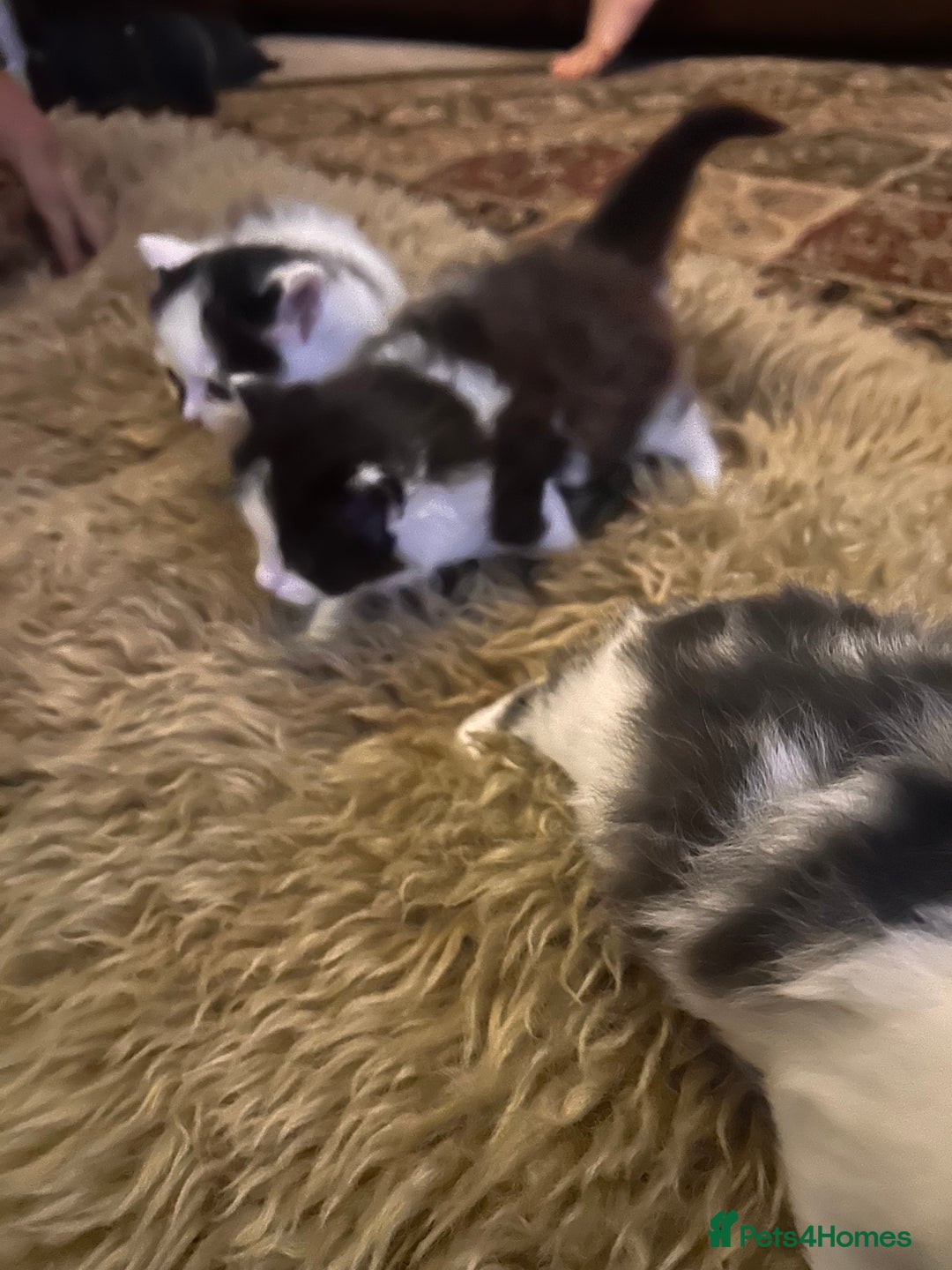Mixed Breed cats for sale: Beautiful fluffy kittens  - Image 4
