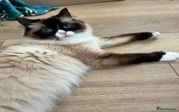Maine Coon cats for sale: Ragcoon polydactyl kittens - Image 3