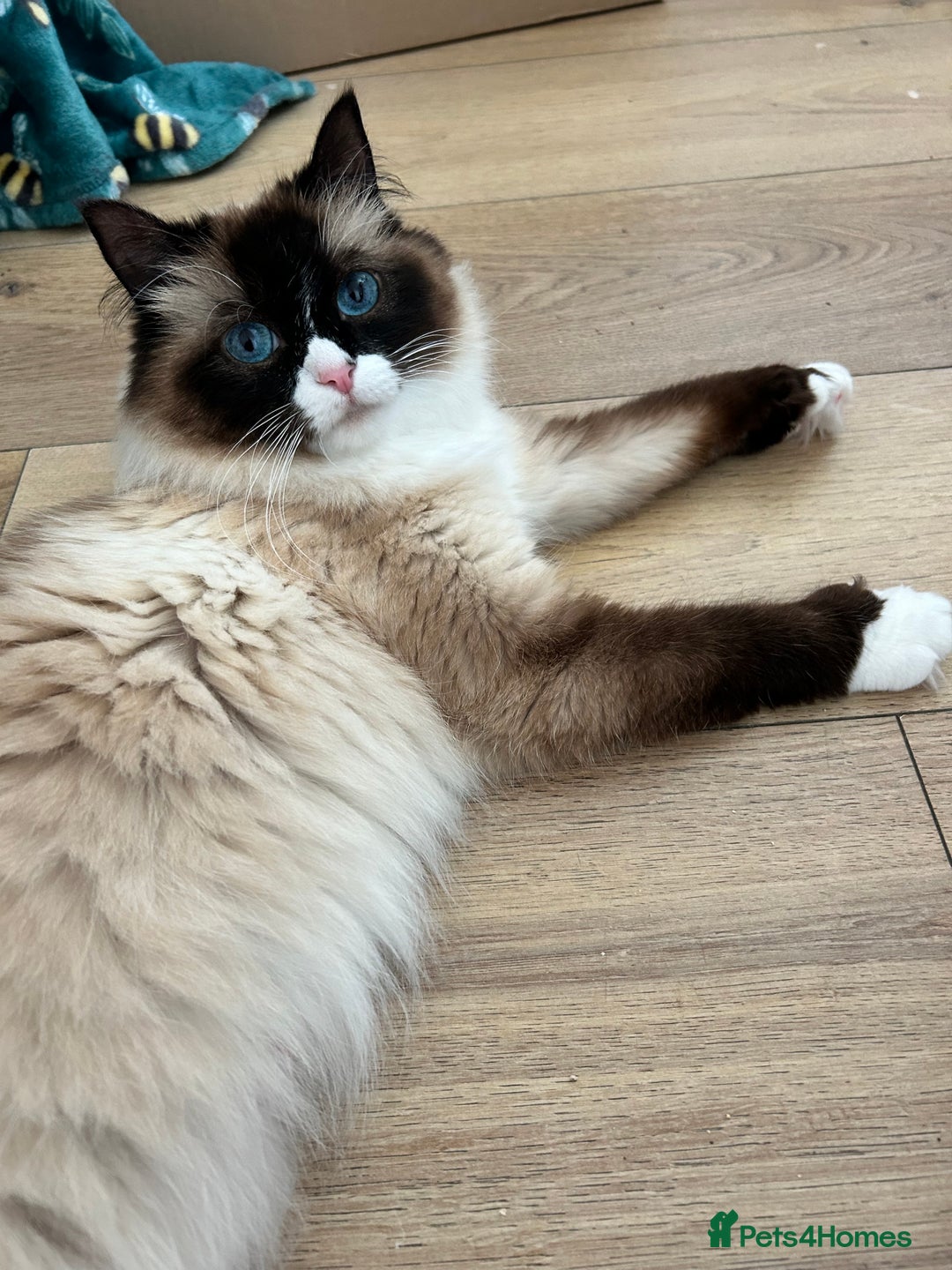 Maine Coon cats for sale: Ragcoon polydactyl kittens - Image 3