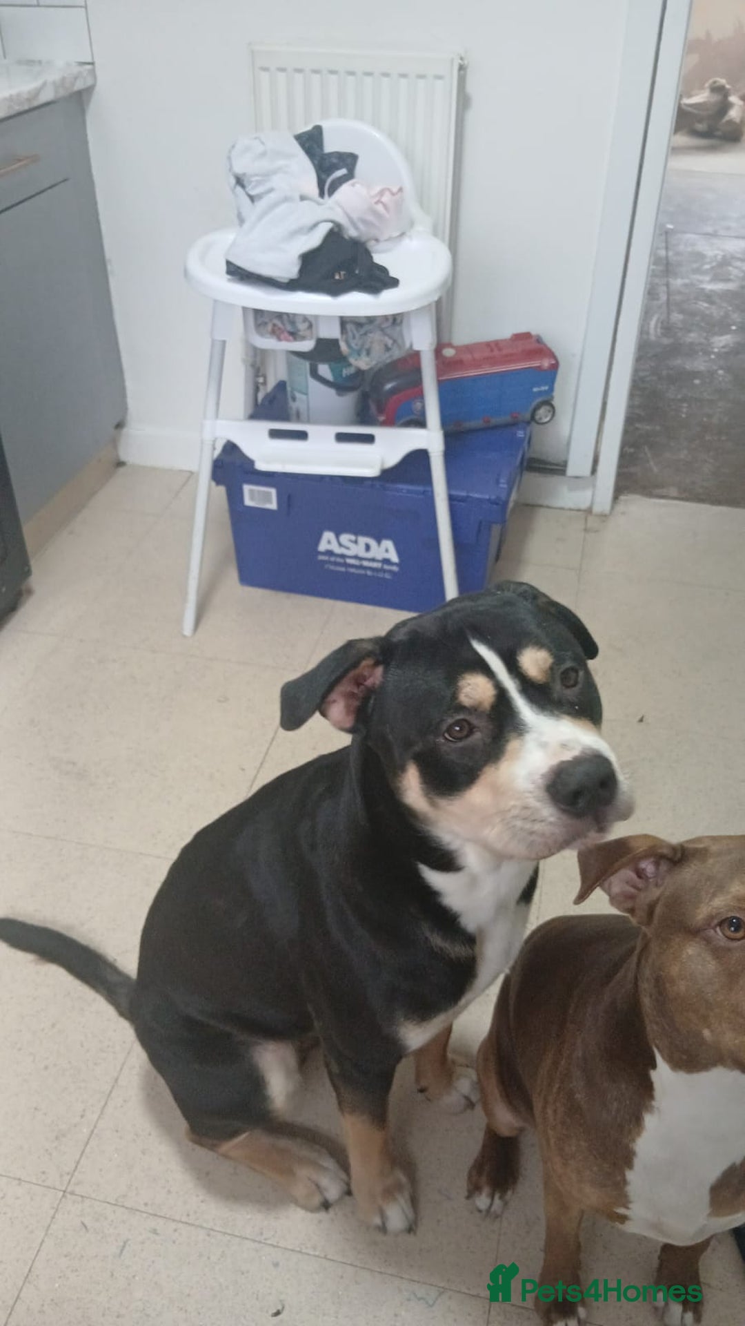 Mixed Breed dogs for sale: Male rottweiler  - Image 1