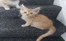 Maine Coon cats for sale: Maine coon x sphynx kittens - Image 20