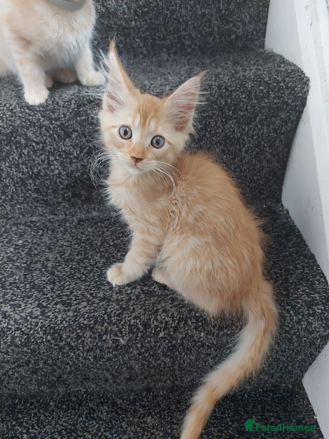 Maine Coon cats for sale: Maine coon x sphynx kittens - Image 20