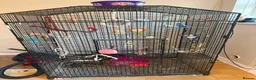Budgerigars birds for sale: Budgies and cage  - Advert 3