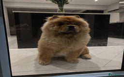 Chow Chow dogs for sale: Red Chow Chow - KC Registered - Image 4