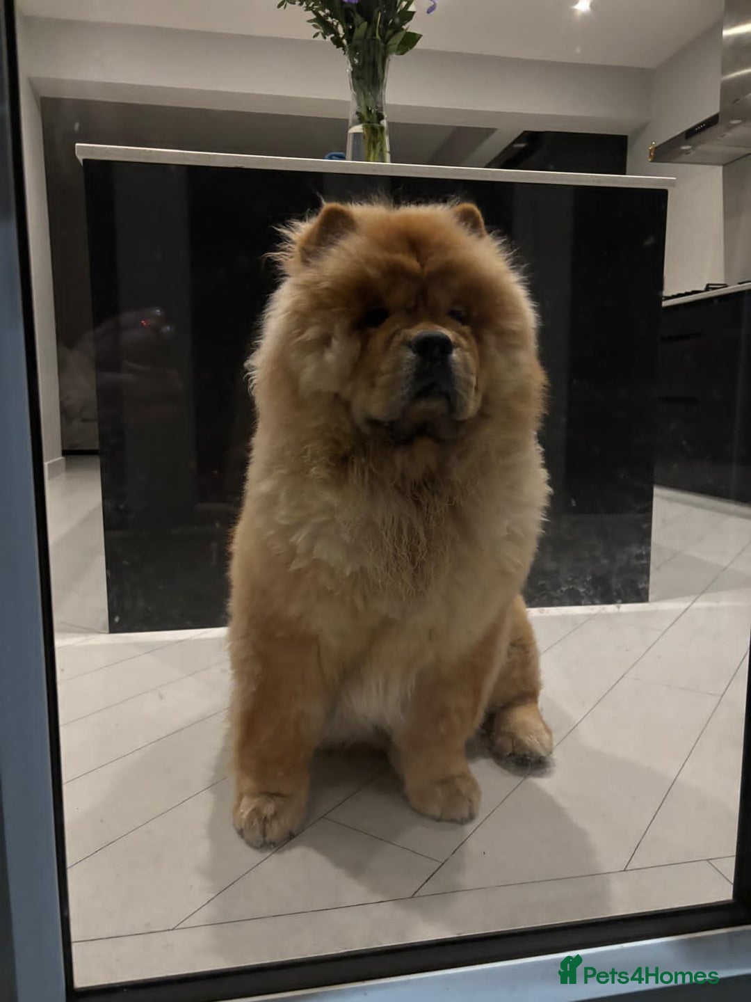 Chow Chow dogs for sale: Red Chow Chow - KC Registered - Image 4