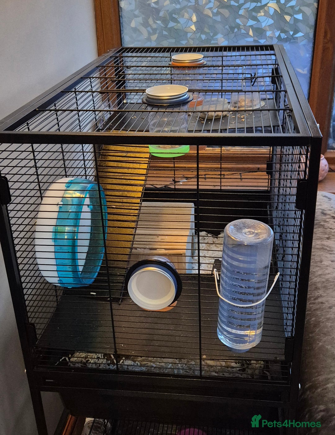 Rat rodents for sale: 2 males rats and set up  - Advert 7