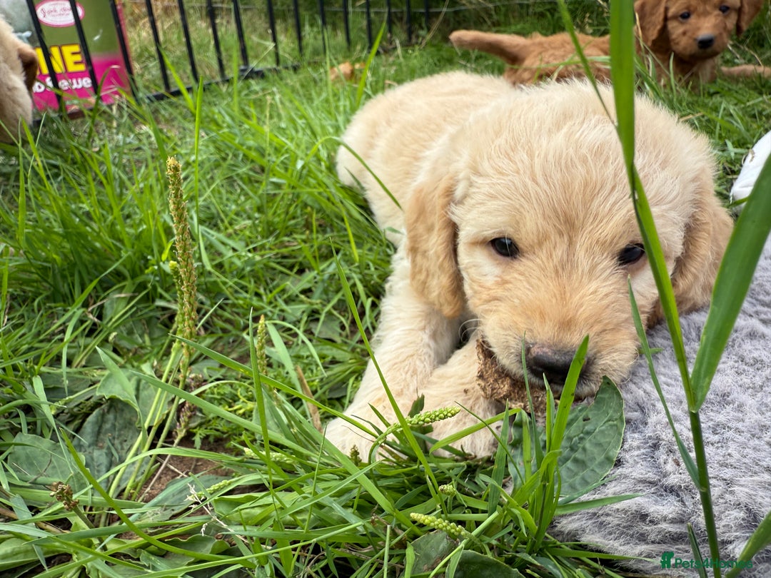 Labradoodle dogs for sale: Health tested chunky and fluffy labradoodles  - Image 12